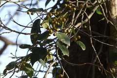Ficus fructicosa